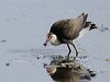 Click here to enter gallery and see photos of Comb-crested Jacana