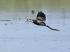 combcrestedjacana_305570