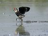 combcrestedjacana_305591