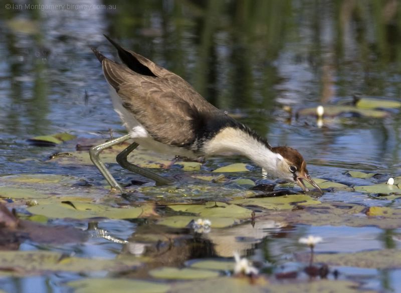 Comb-crested Jacana comb_crest_jacana_116591.psd