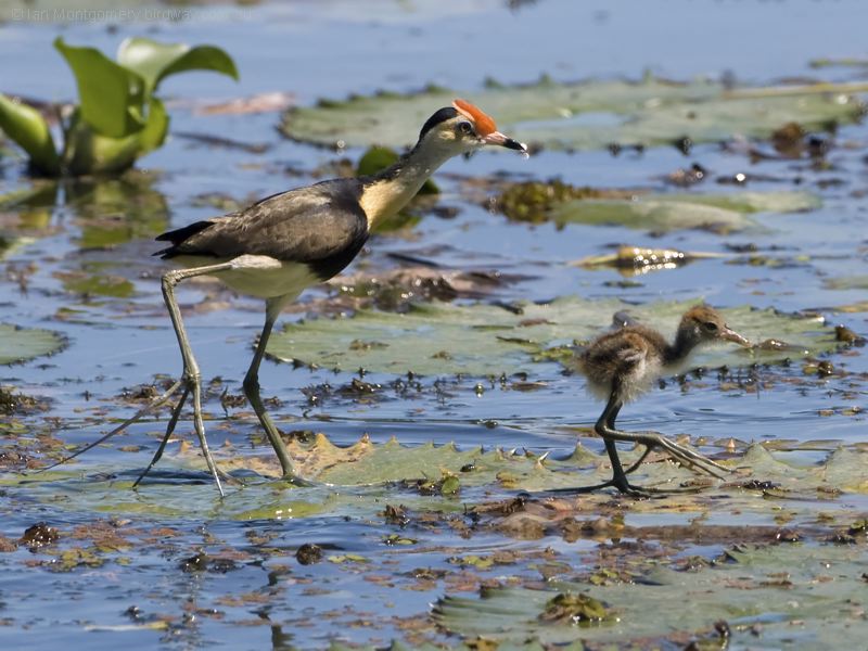 Comb-crested Jacana comb_crest_jacana_141625.psd