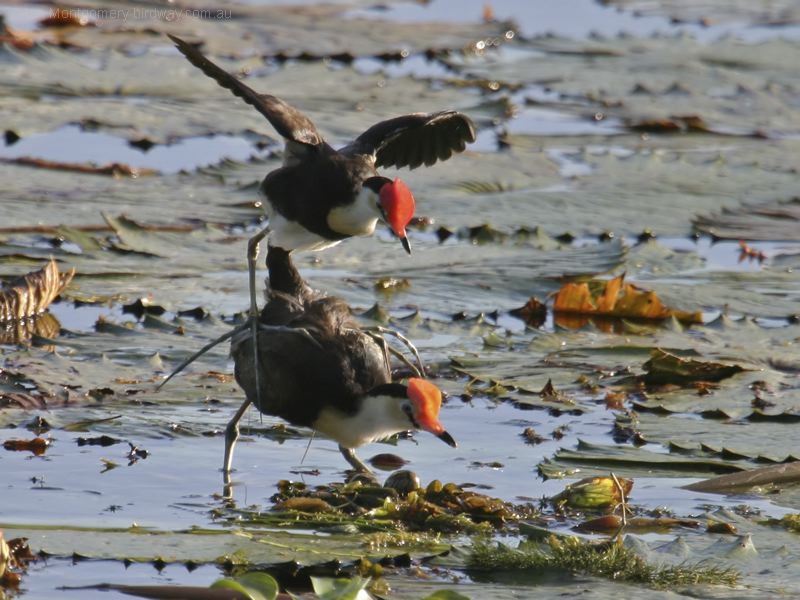Comb-crested Jacana comb_crested_jacana_03634.psd