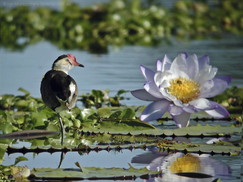 Comb-crested Jacana comb_crested_jacana_11483.psd