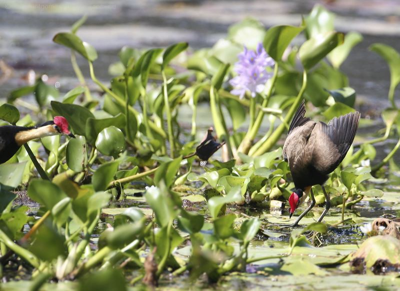 Comb-crested Jacana comb_crested_jacana_29311.psd