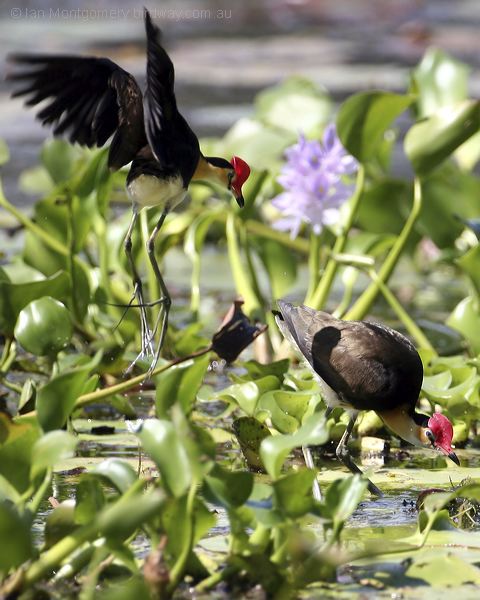 Comb-crested Jacana comb_crested_jacana_29318.psd