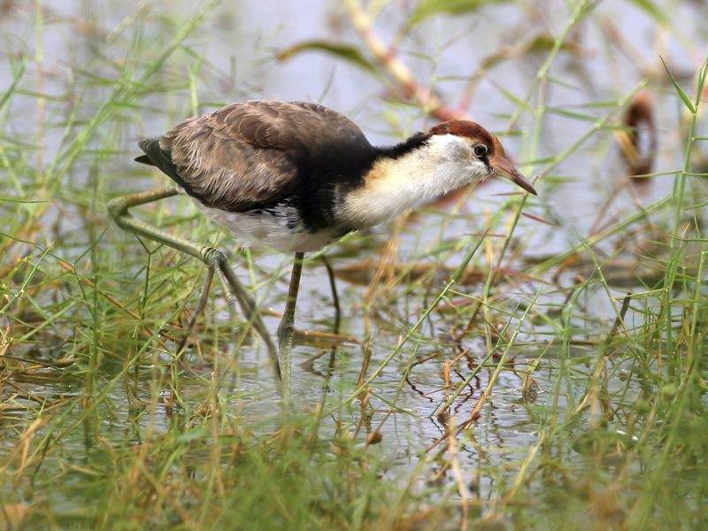 Comb-crested Jacana comb_crested_jacana_42706.psd