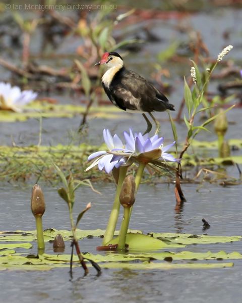 Comb-crested Jacana comb_crested_jacana_42727.psd