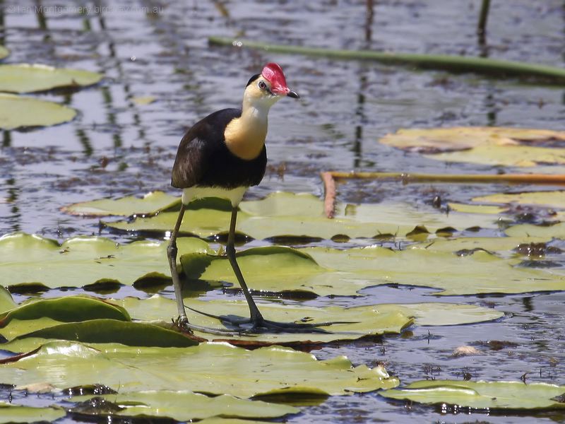 Comb-crested Jacana comb_crested_jacana_62743.psd
