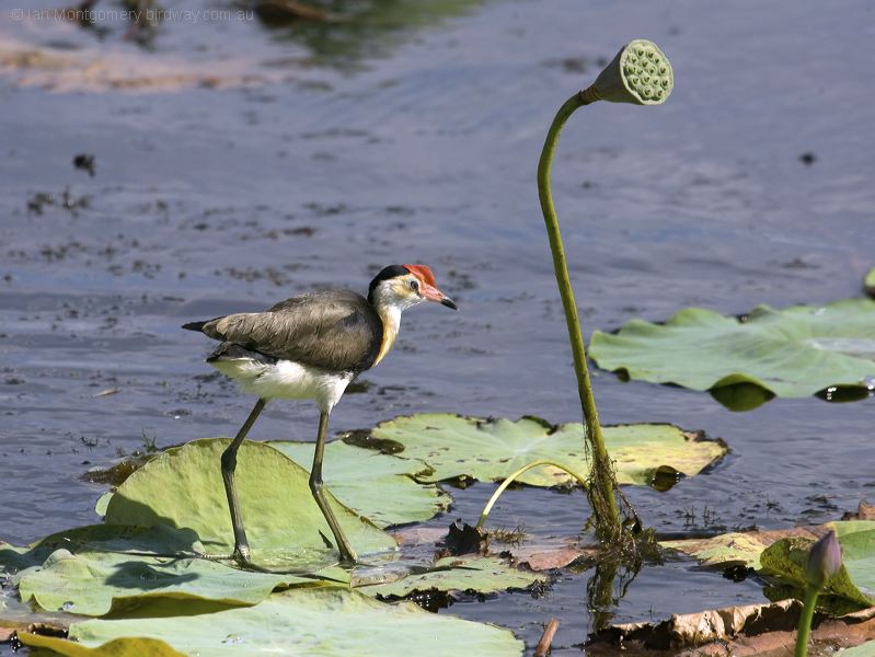 Comb-crested Jacana comb_crested_jacana_91363.psd