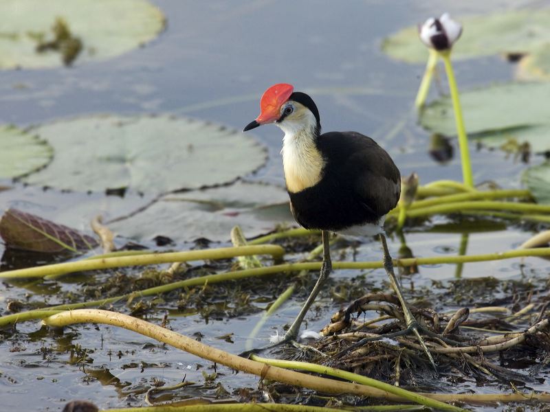 Comb-crested Jacana comb_crested_jacana_91799.psd