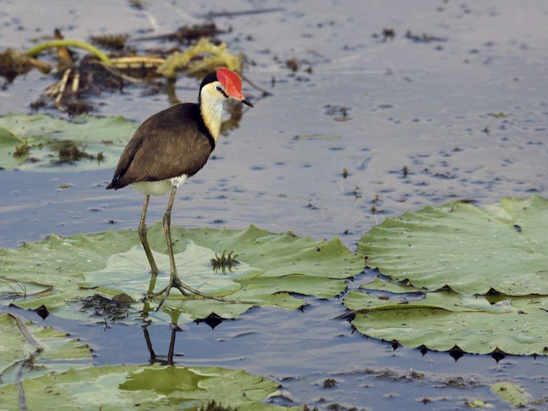 Comb-crested Jacana comb_crested_jacana_91808.psd