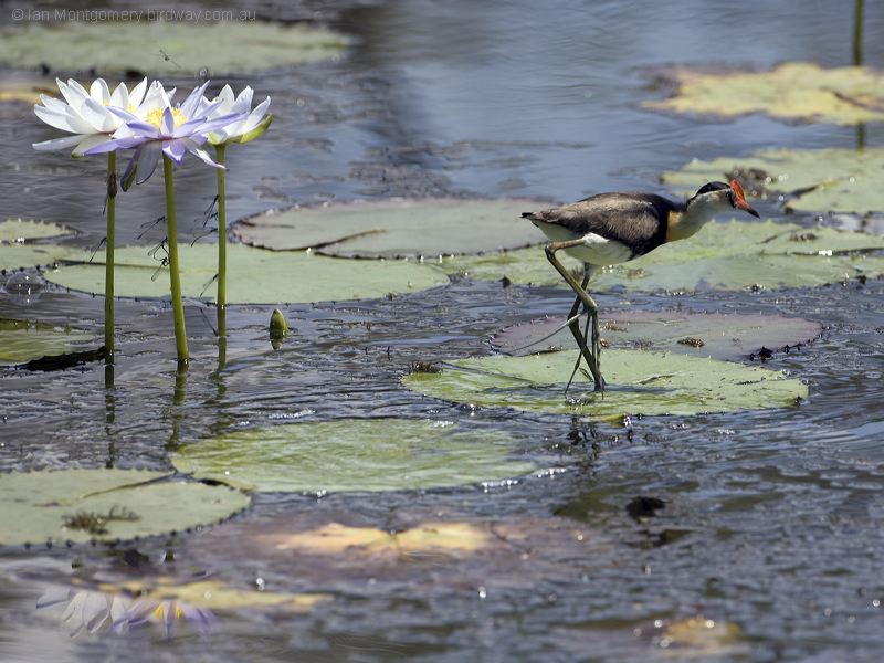 Comb-crested Jacana comb_crested_jacana_92889.psd