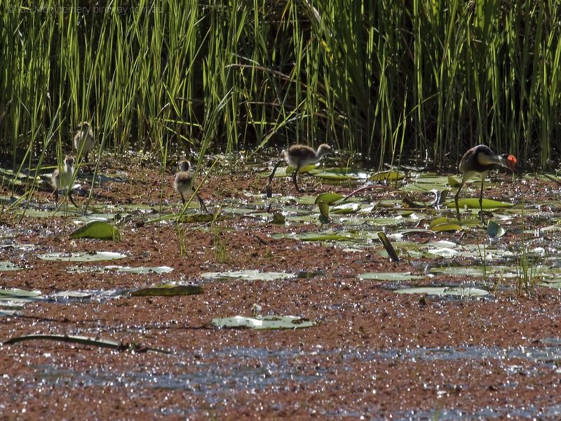 Comb-crested Jacana comb_crested_jacana_99907.psd