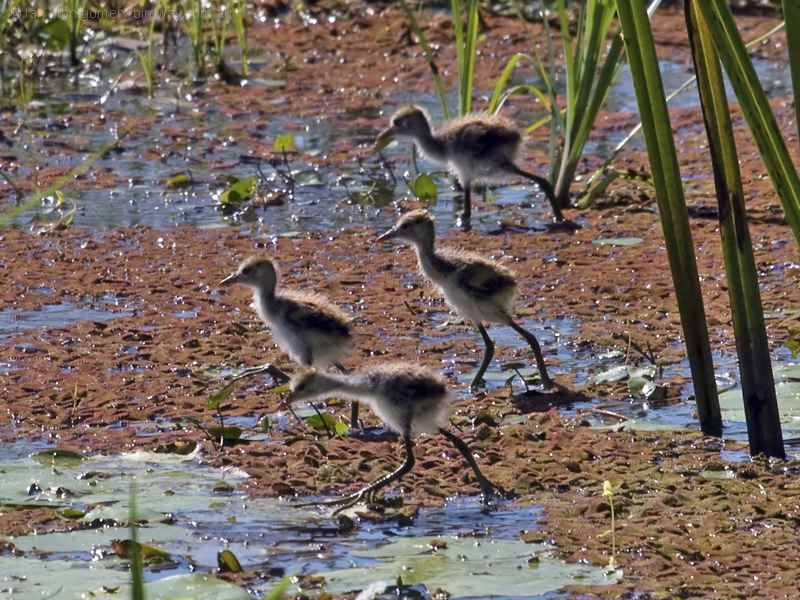 Comb-crested Jacana comb_crested_jacana_99923.psd