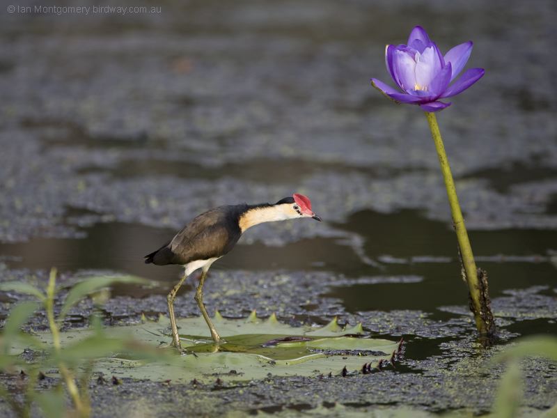 Comb-crested Jacana combcrestedjacana_105783.psd