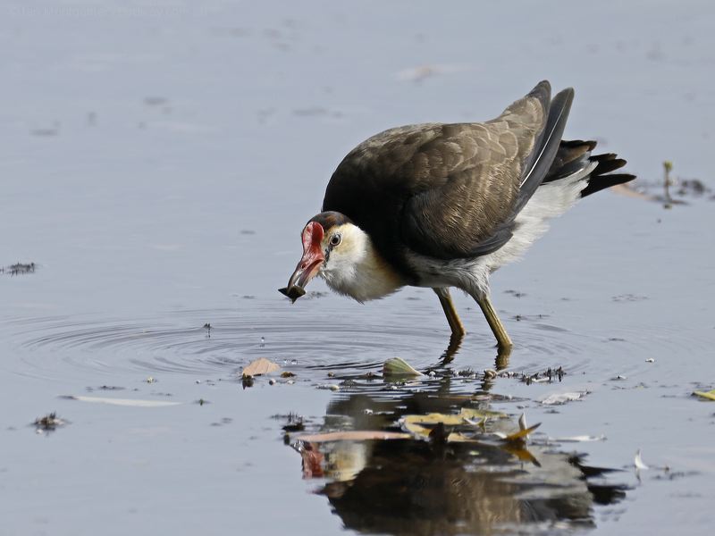 Comb-crested Jacana combcrestedjacana_301362.psd