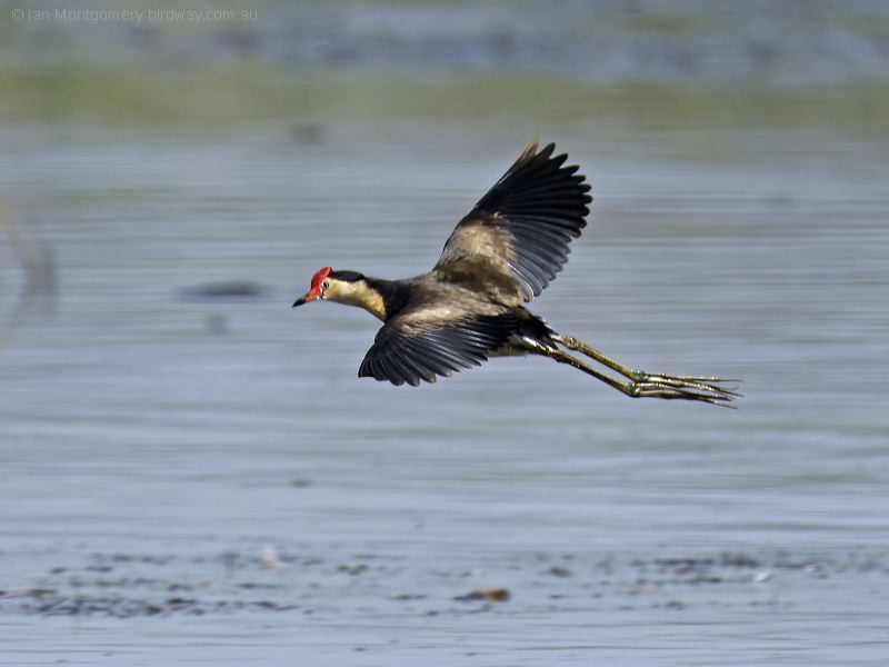 Comb-crested Jacana combcrestedjacana_305560.psd
