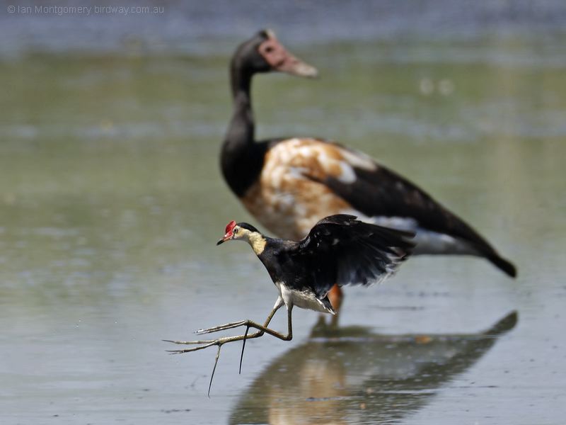 Comb-crested Jacana combcrestedjacana_305584.psd