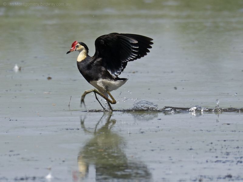 Comb-crested Jacana combcrestedjacana_305591.psd