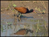wattled_jacana_201954