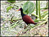 wattled_jacana_22784