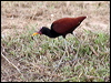 wattled_jacana_22822