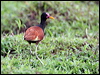 wattled_jacana_24055