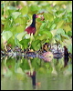 wattled_jacana_25671