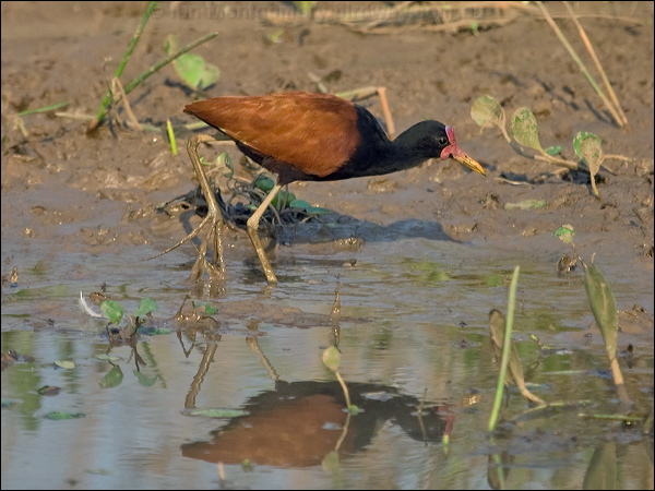 Wattled Jacana wattled_jacana_201954.psd