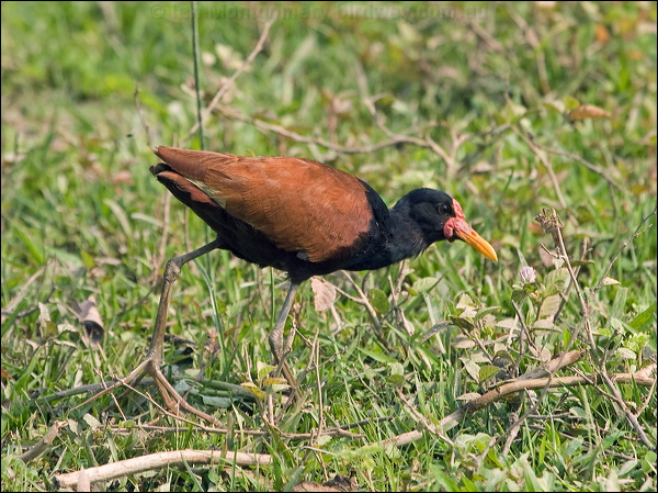 Wattled Jacana wattled_jacana_202294.psd