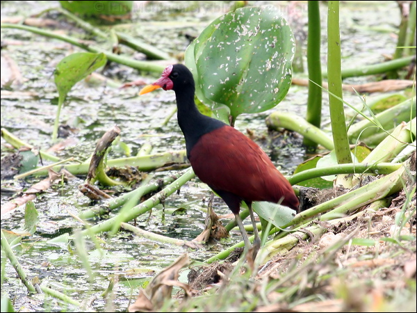 Wattled Jacana wattled_jacana_22784.psd