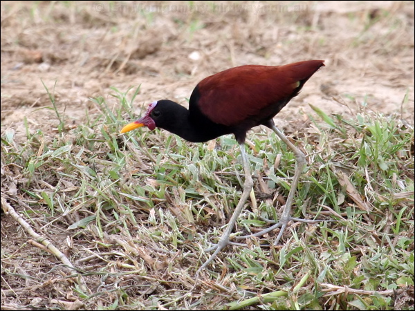 Wattled Jacana wattled_jacana_22822.psd