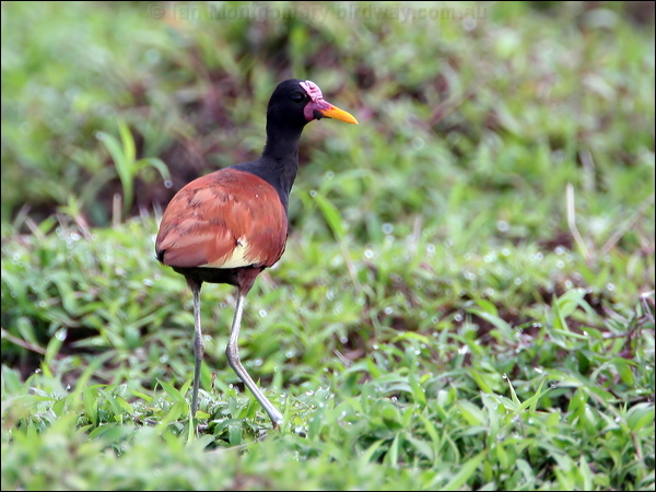 Wattled Jacana wattled_jacana_24055.psd