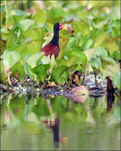 Wattled Jacana wattled_jacana_25671.psd