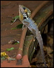 boyds_forest_dragon_129288