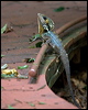 boyds_forest_dragon_129291