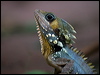 boyds_forest_dragon_129298