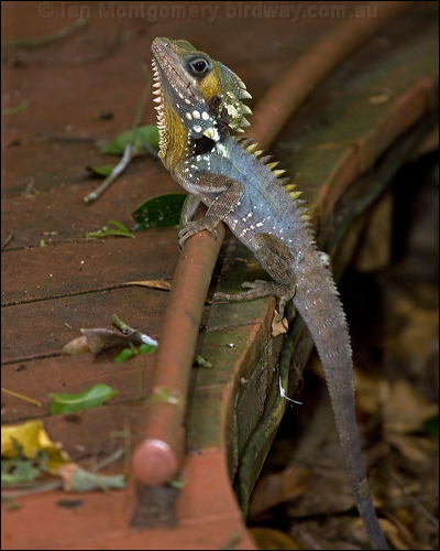 Boyd's Forest Dragon boyds_forest_dragon_129288.psd