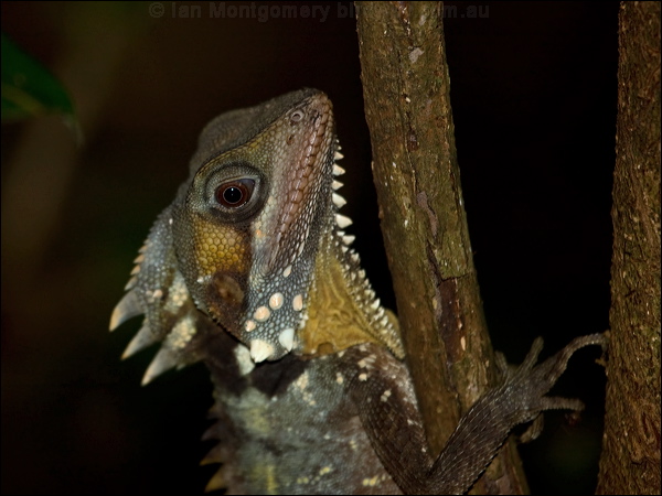 Boyd's Forest Dragon boyds_forest_dragon_156761.psd