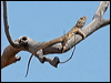 bearded_dragon_41388