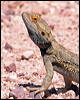bearded_dragon_42009
