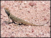 bearded_dragon_42011