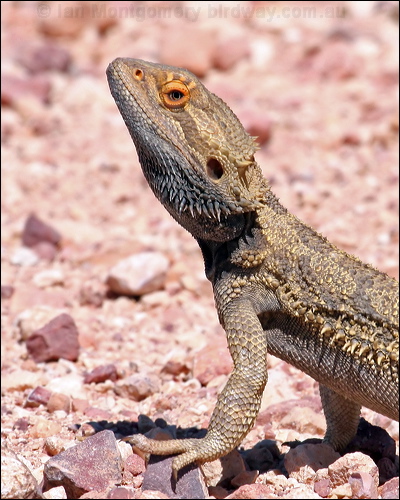 Central Bearded Dragon bearded_dragon_42009.psd
