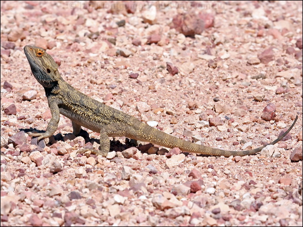 Central Bearded Dragon bearded_dragon_42011.psd