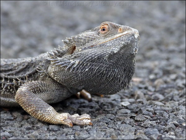 Central Bearded Dragon bearded_dragon_82332.psd