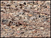 tommy_roundhead_30594