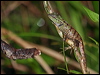Click here to enter gallery and see photos/pictures/images of Forest Garden Lizard