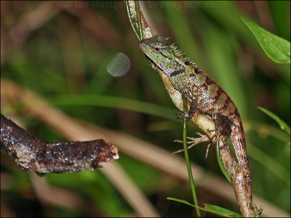 Forest Garden Lizard forest_garden_lizard_56913.psd