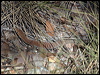 freckled_monitor_80491