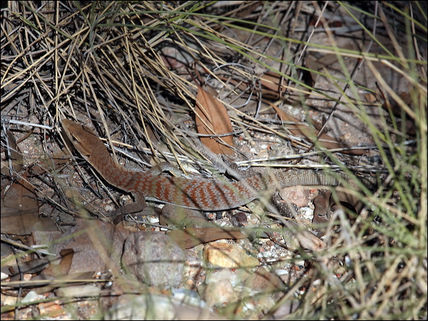 Freckled Monitor freckled_monitor_80491.psd